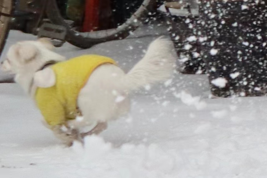 蜀犬玩雪:奔跑