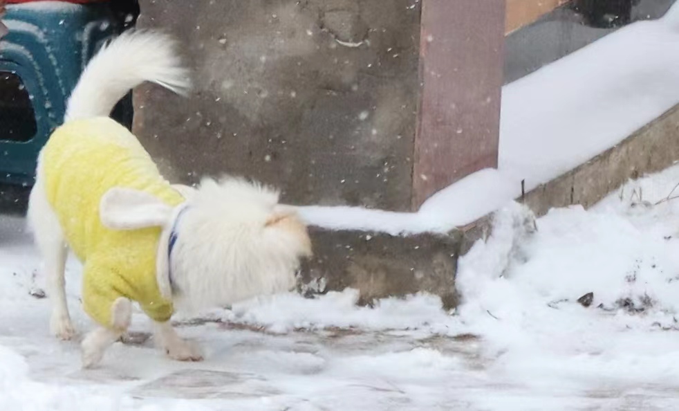 蜀犬玩雪2