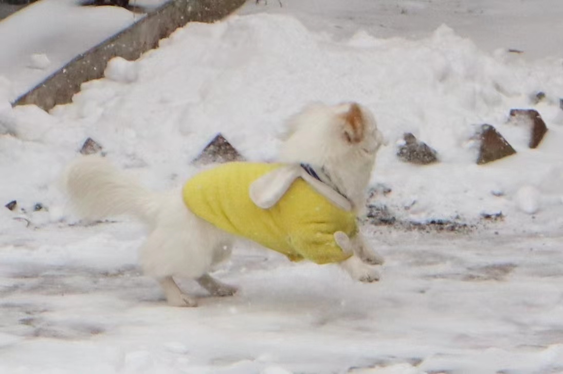 蜀犬玩雪3
